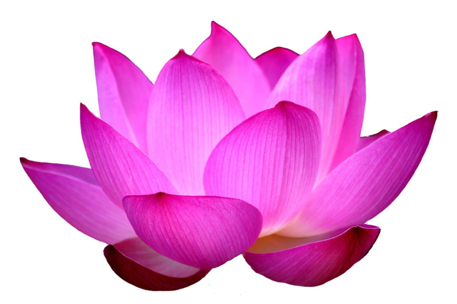 Lotus Flower PNG Pic