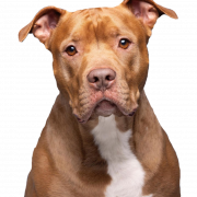 Pitbull PNG Picture