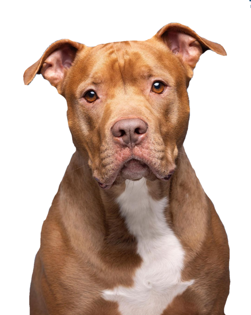 Pitbull PNG Picture
