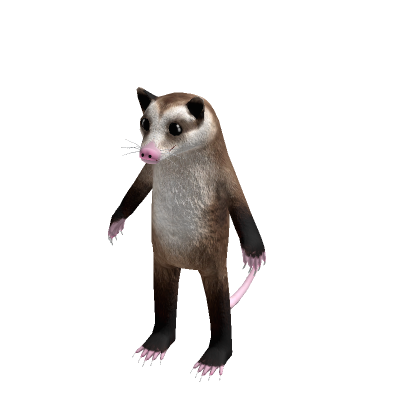 Possum No Background