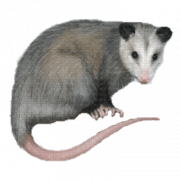 Possum PNG Clipart