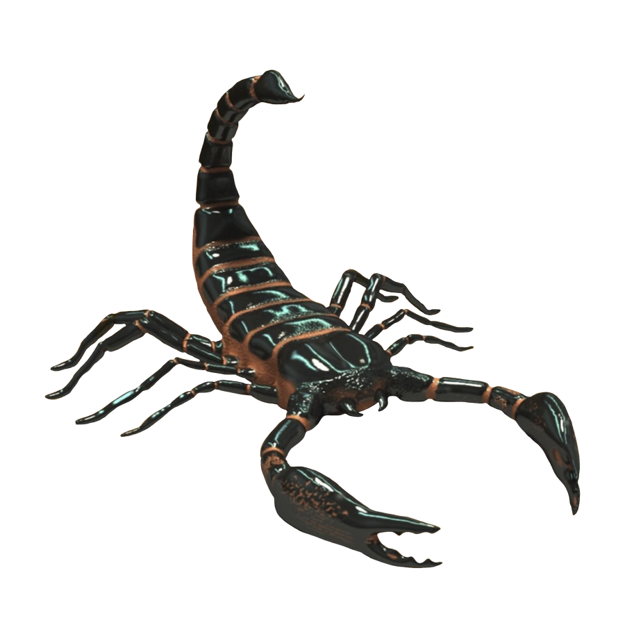 Scorpion PNG Images HD