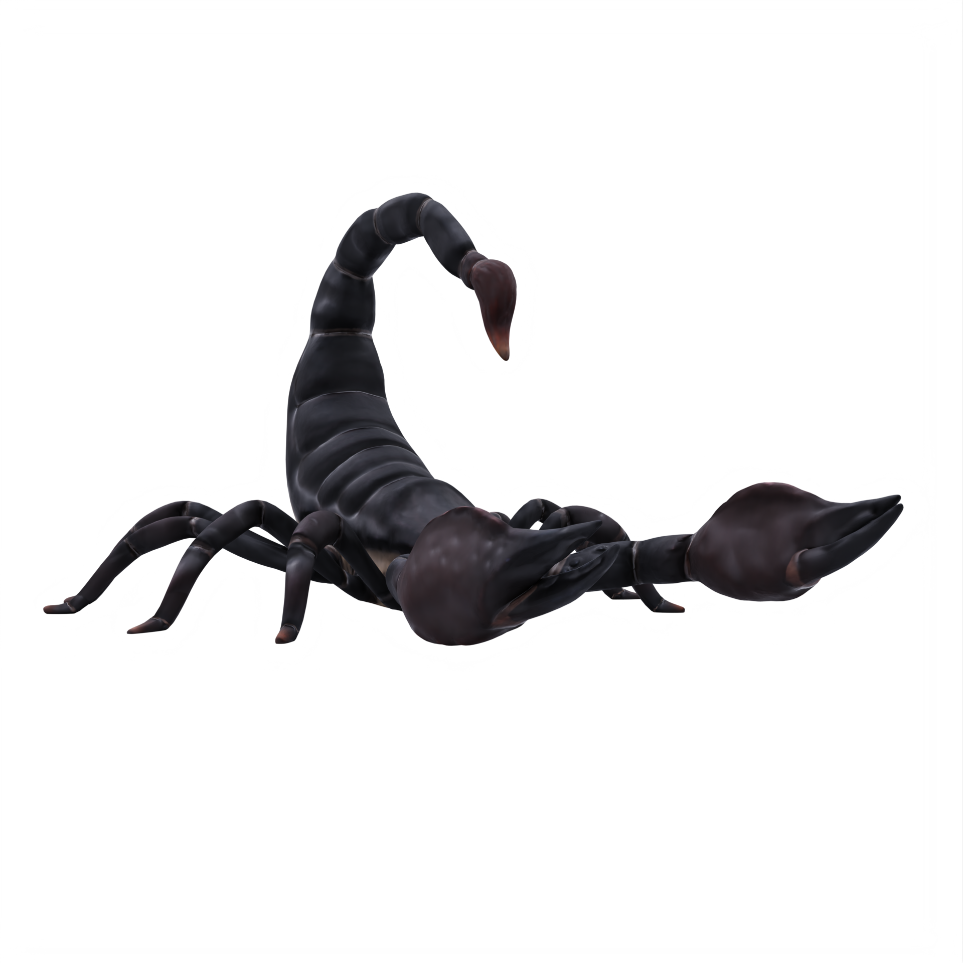 Scorpion PNG Photo