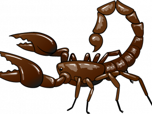 Scorpion PNG Pic