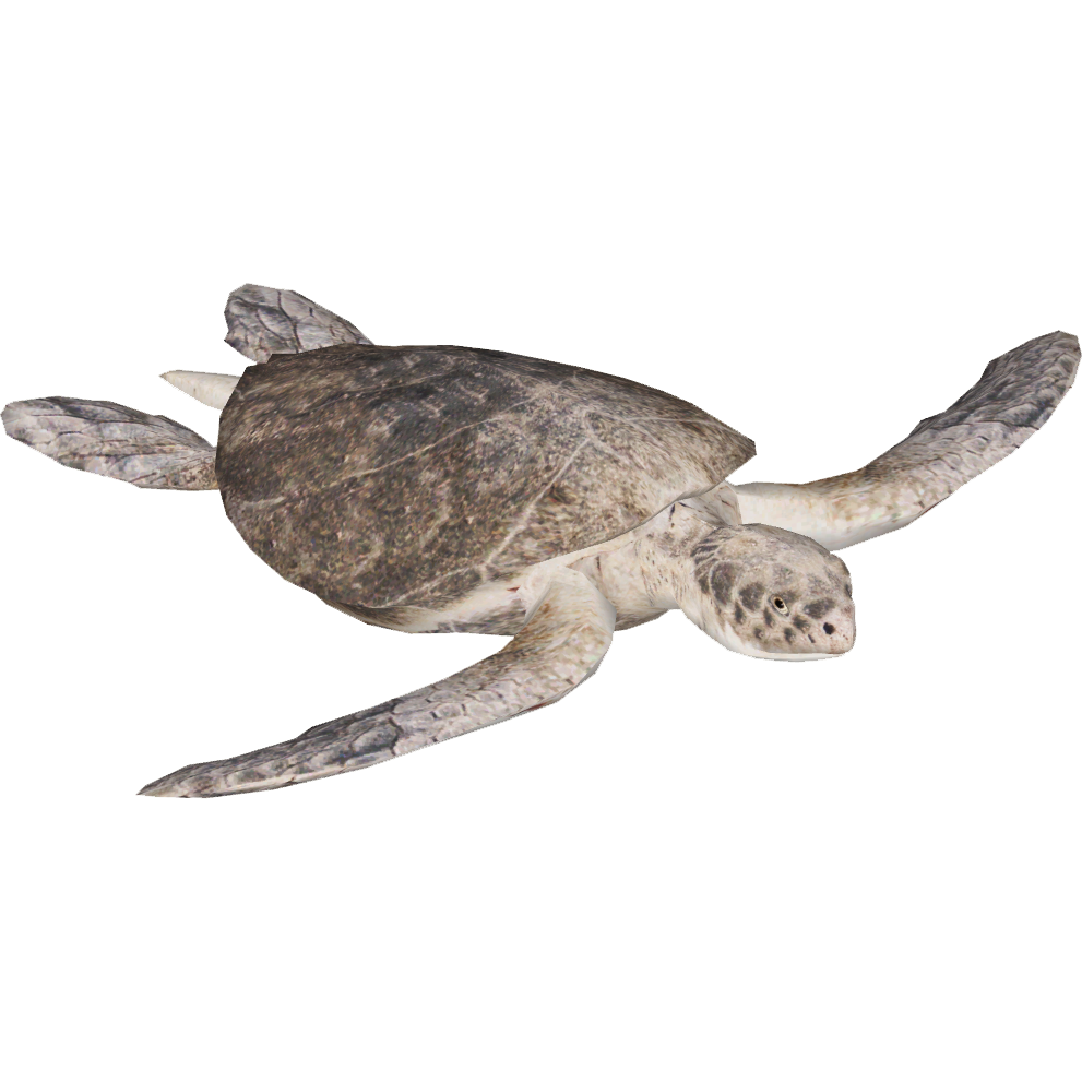 Sea Turtle Background PNG
