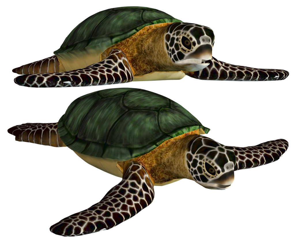 Sea Turtle PNG Cutout
