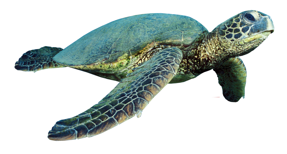 Sea Turtle PNG Free Image