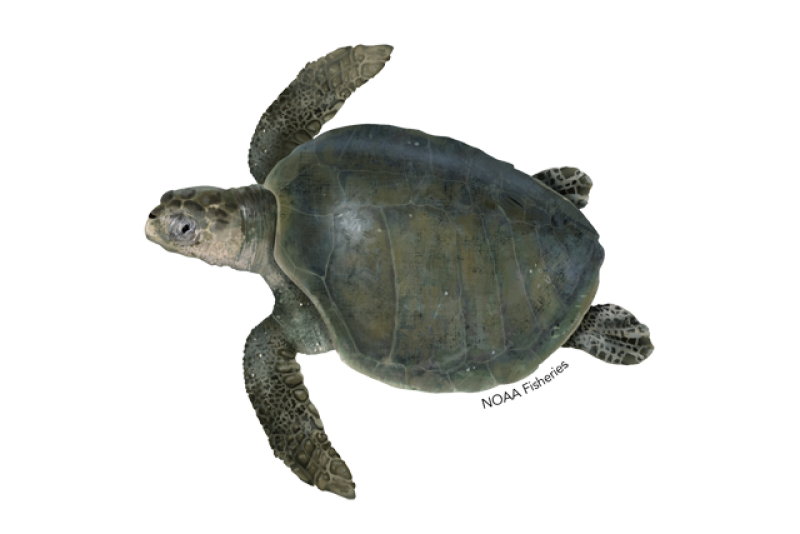 Sea Turtle PNG HD Image