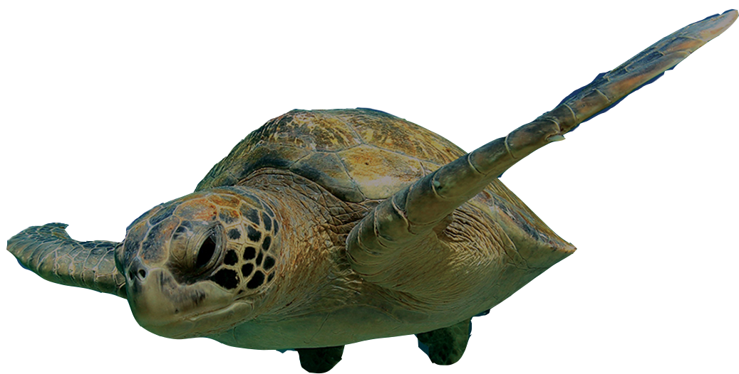 Sea Turtle PNG Image File