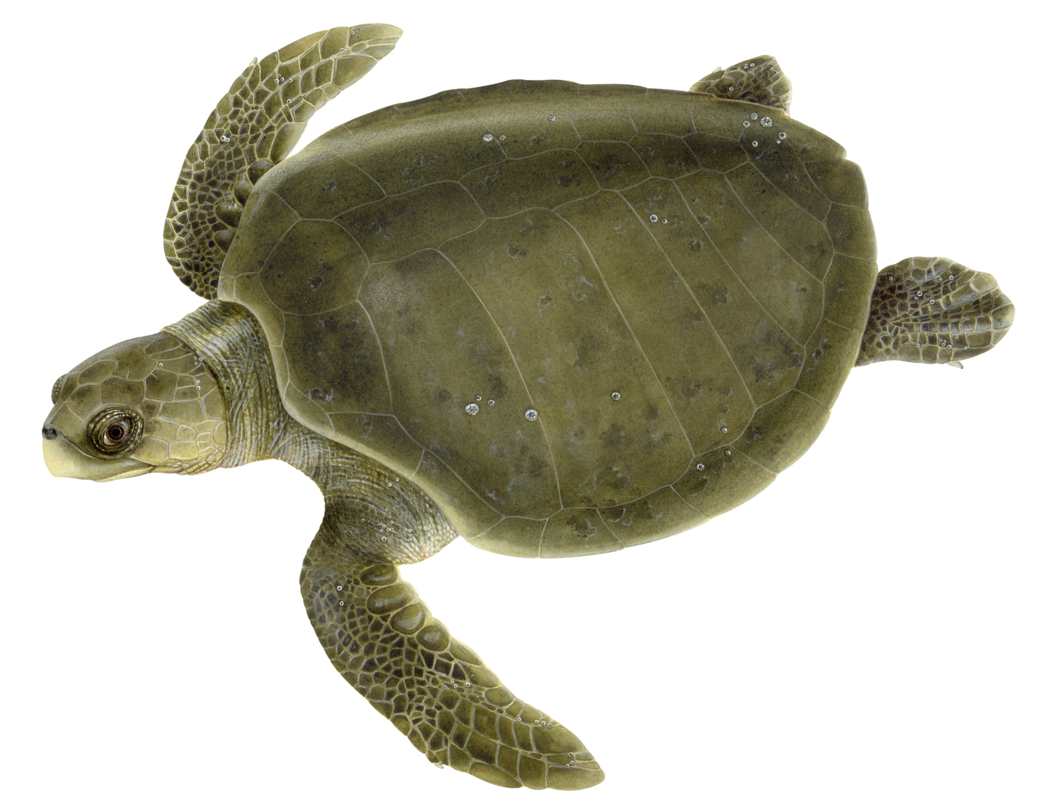 Sea Turtle PNG Image HD