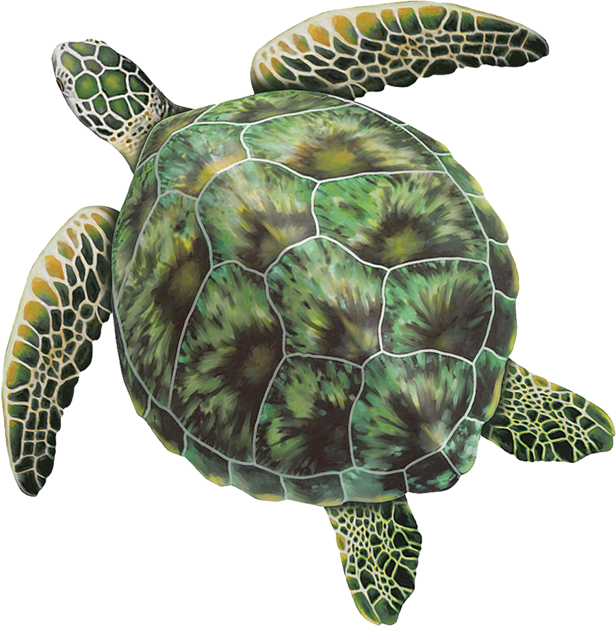 Sea Turtle PNG Image