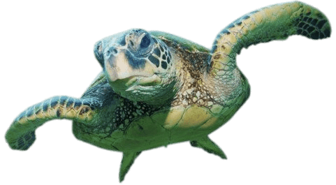 Sea Turtle PNG Images