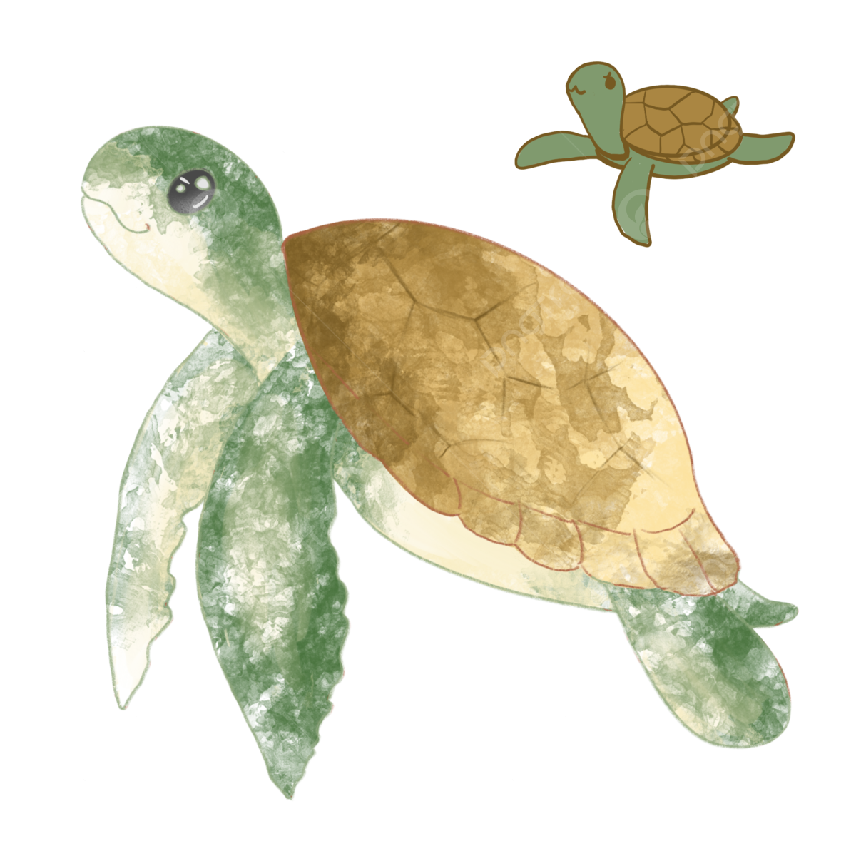 Sea Turtle PNG Photos
