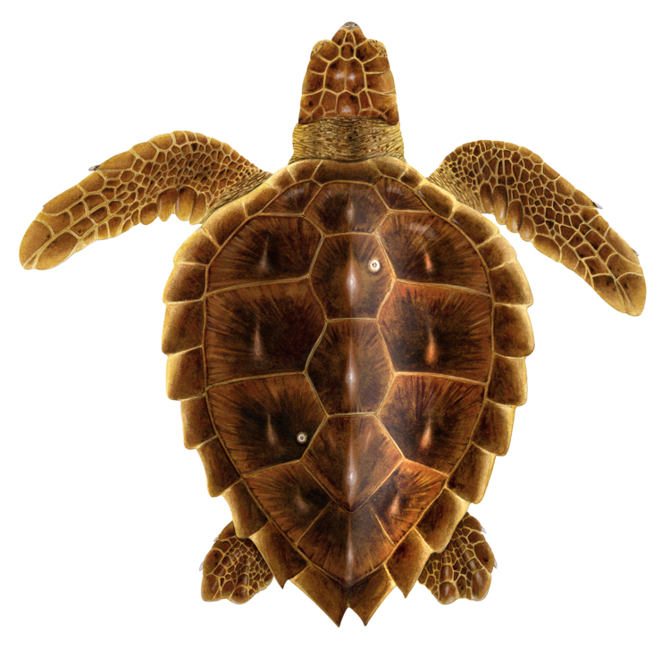 Sea Turtle PNG Pic