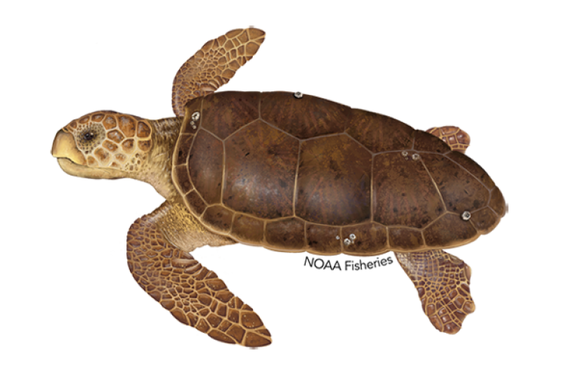 Sea Turtle PNG Picture