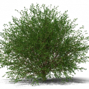Shrub PNG Images