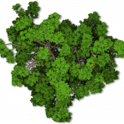 Shrub PNG Picture
