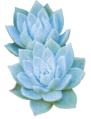 Succulent Background PNG