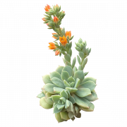 Succulent PNG Clipart