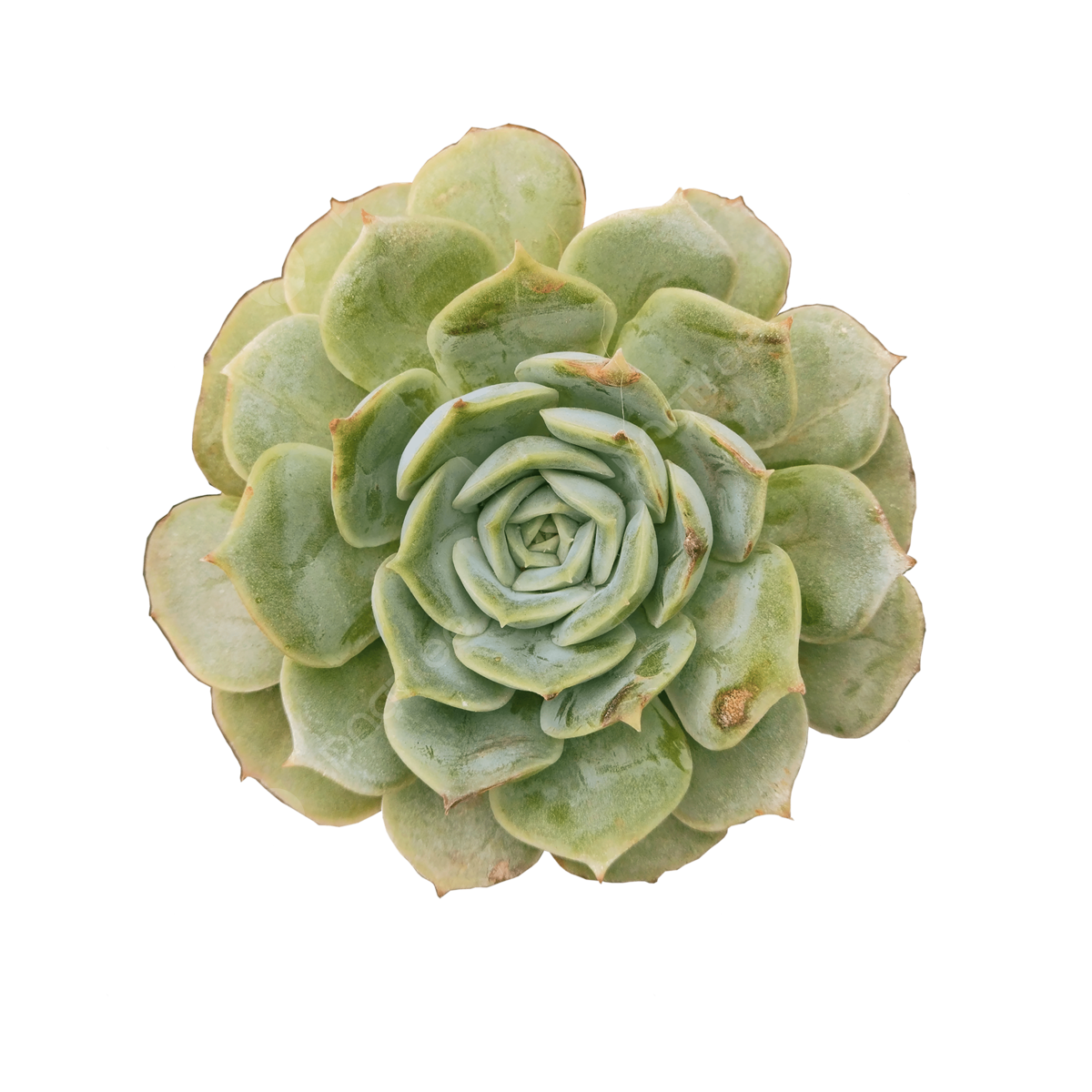 Succulent PNG Free Image