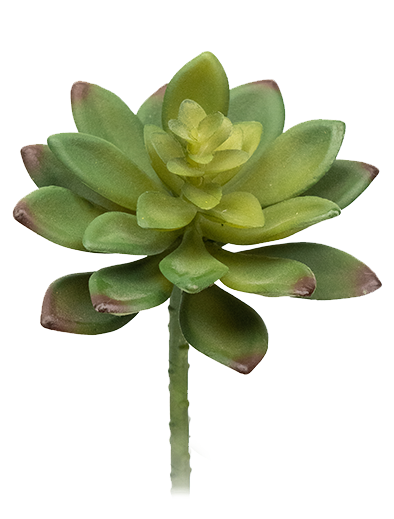 Succulent PNG Picture