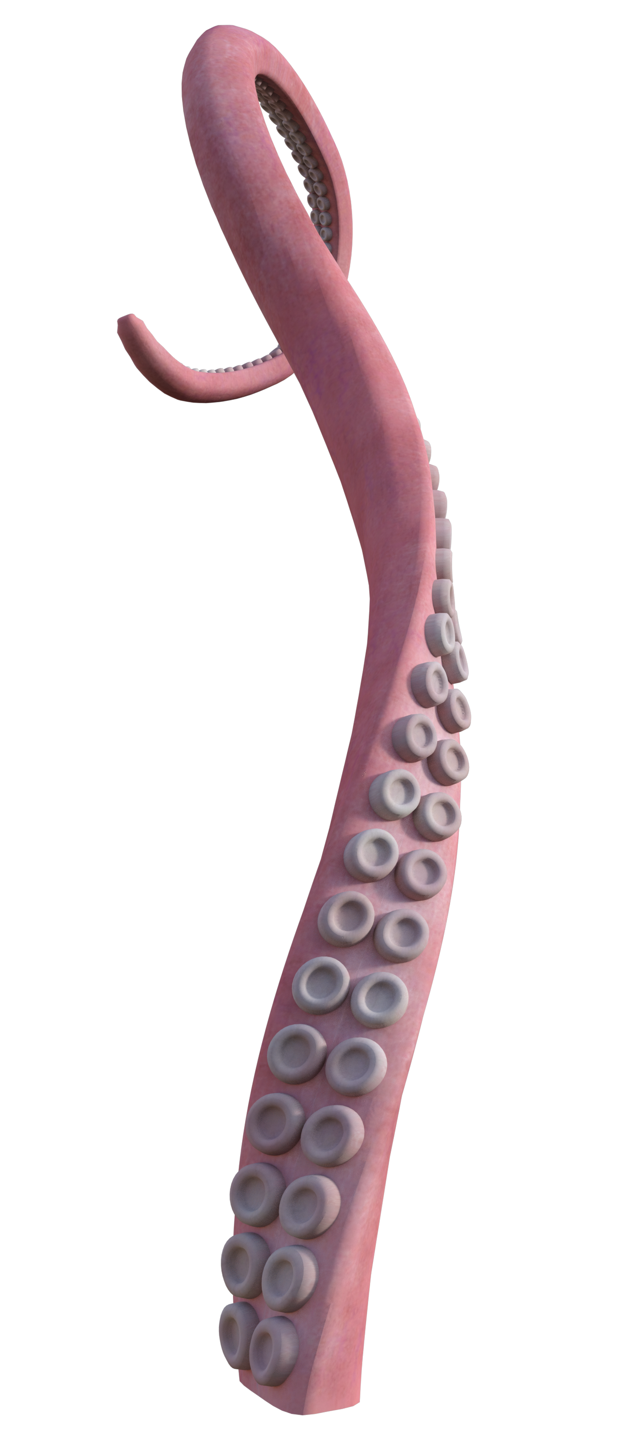 Tentacle PNG Image