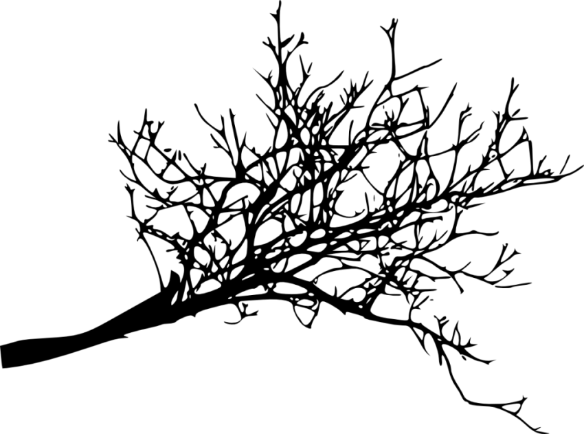 Tree Branch PNG Clipart