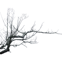 Tree Branch PNG Cutout