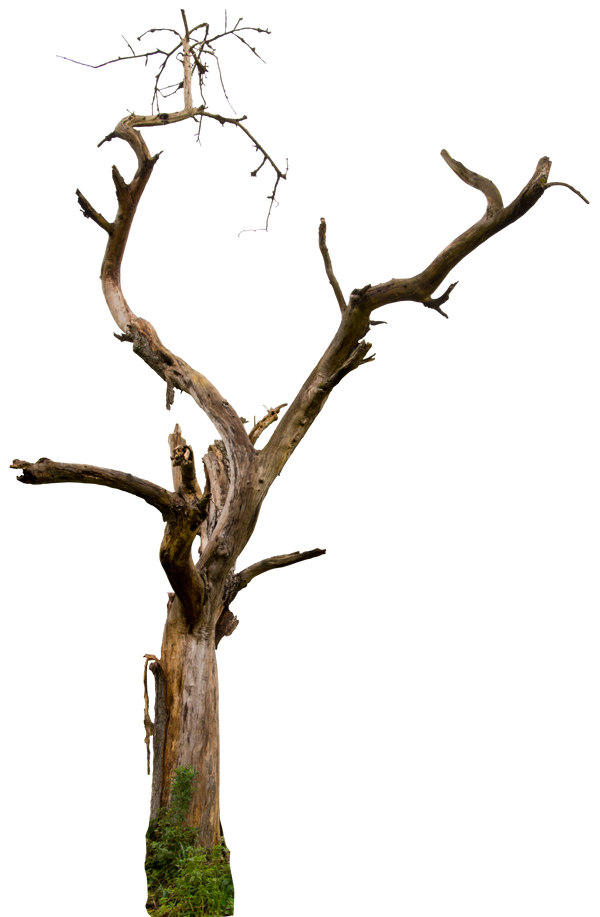 Tree Branch PNG Picture