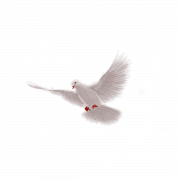 White Dove Background PNG
