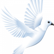White Dove PNG