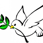 White Dove PNG Background