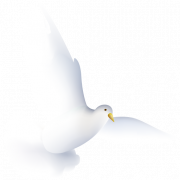 White Dove PNG File