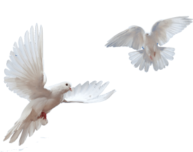 White Dove PNG Image File