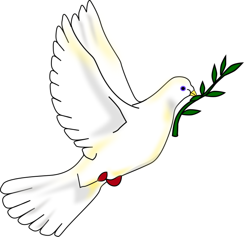 White Dove PNG Images HD