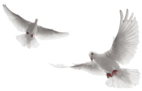 White Dove PNG Images