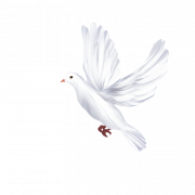 White Dove PNG Pic