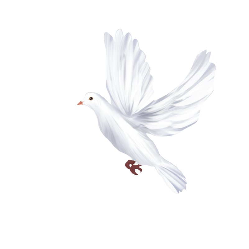 White Dove PNG Pic