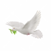 White Dove PNG Picture