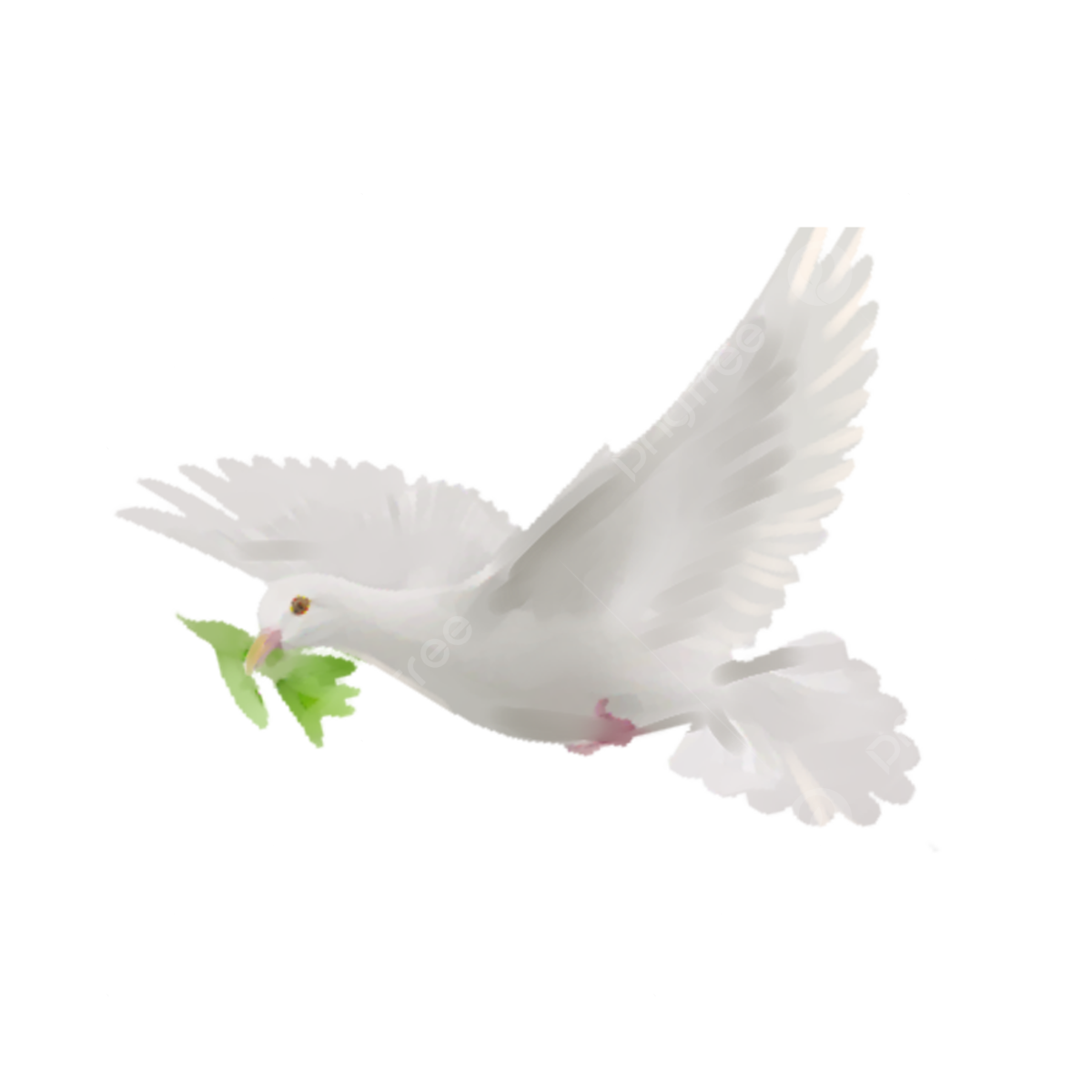 White Dove PNG Picture