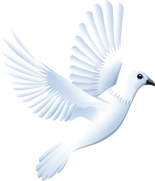 White Dove PNG