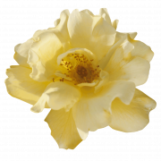 Yellow Flower PNG Cutout