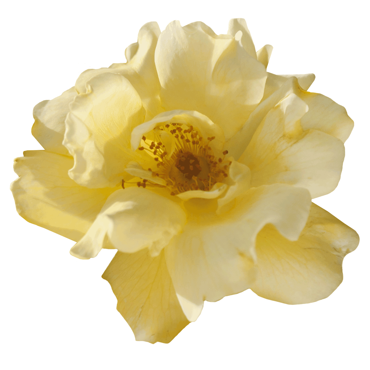 Yellow Flower PNG Cutout