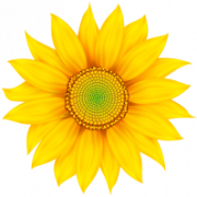 Yellow Flower PNG Image