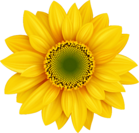 Yellow Flower PNG Photos