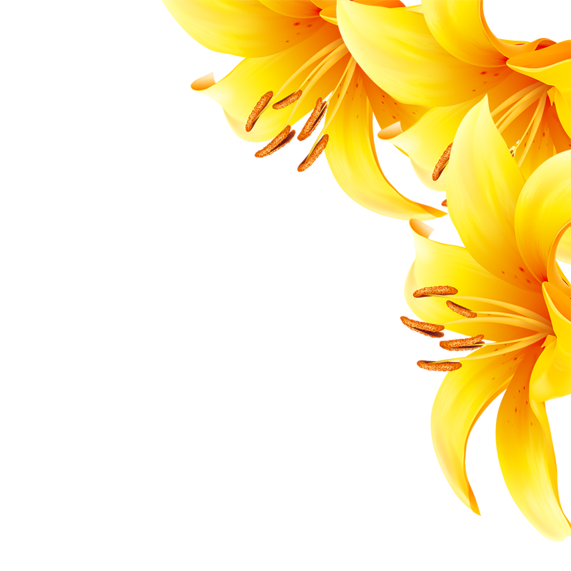 Yellow Flower PNG Pic