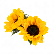 Yellow Flower PNG Picture
