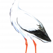 Animated Stork Transparent