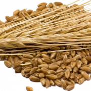 Arpa tahıl