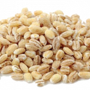 Barley Grain PNG